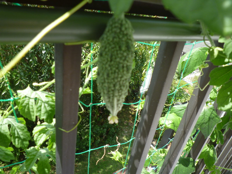 f:id:sasameyuki47:20120829095357j:image:w360