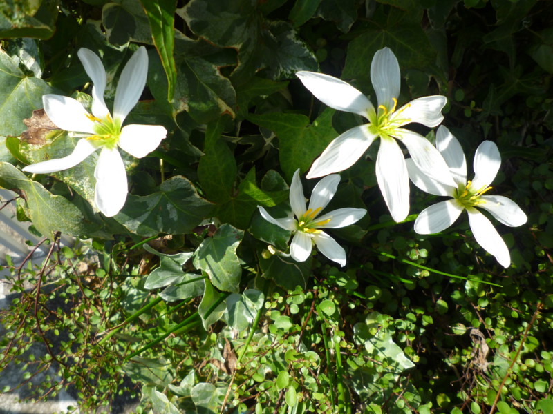 f:id:sasameyuki47:20120912094103j:image:w360 f:id:sasameyuki47:20120912094103j:image:w360