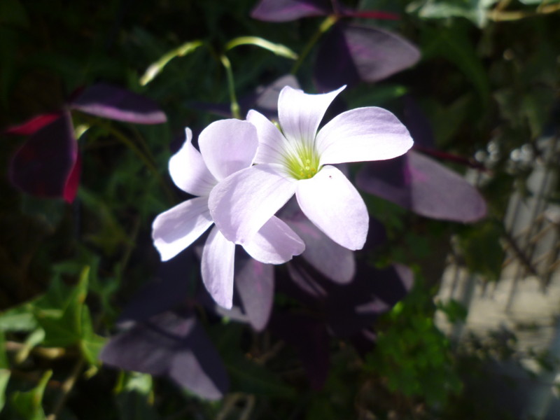 f:id:sasameyuki47:20120912094116j:image:w360 f:id:sasameyuki47:20120912094116j:image:w360