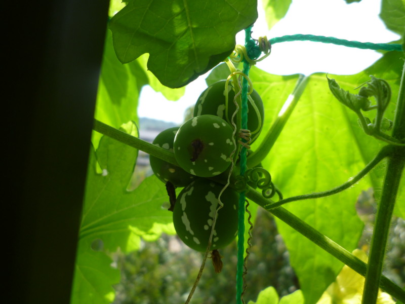 f:id:sasameyuki47:20120920110218j:image:w360 f:id:sasameyuki47:20120920110218j:image:w360