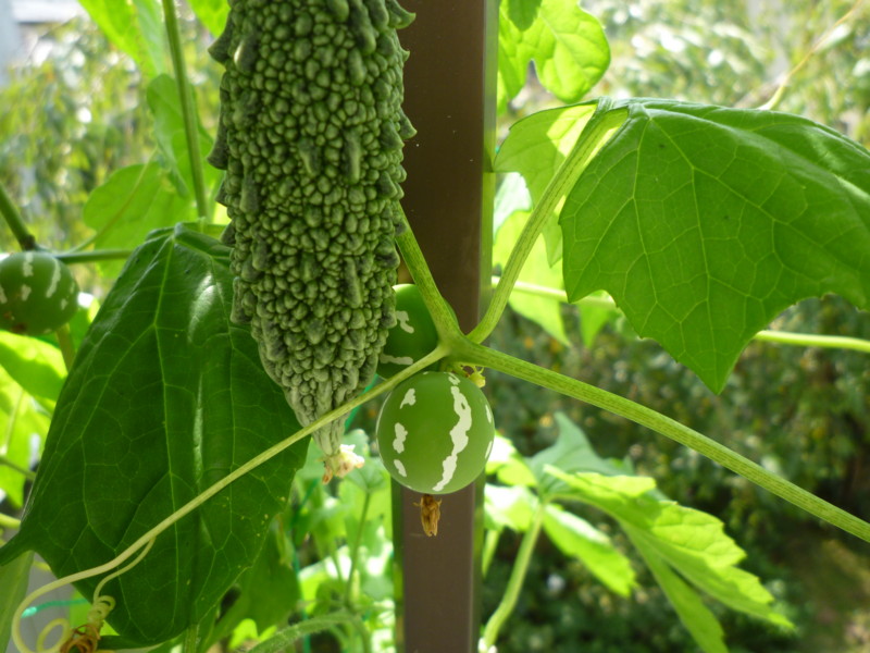 f:id:sasameyuki47:20120920110339j:image:w360 f:id:sasameyuki47:20120920110339j:image:w360