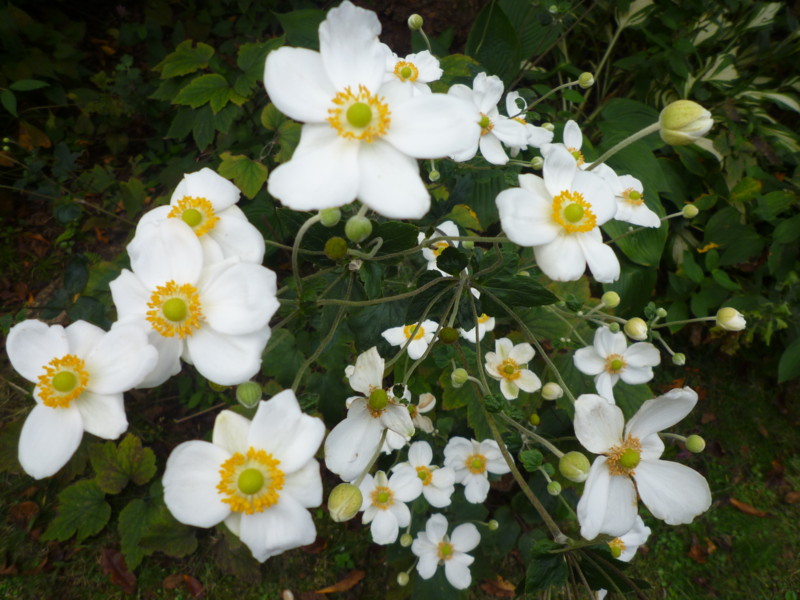 f:id:sasameyuki47:20121011082713j:image:w360