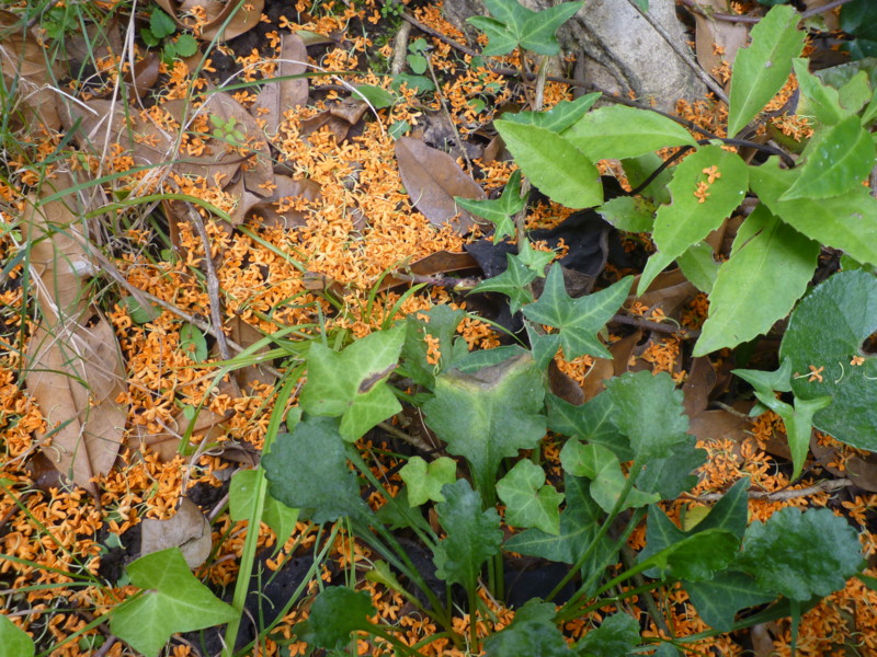 f:id:sasameyuki47:20121025125637j:image:w360