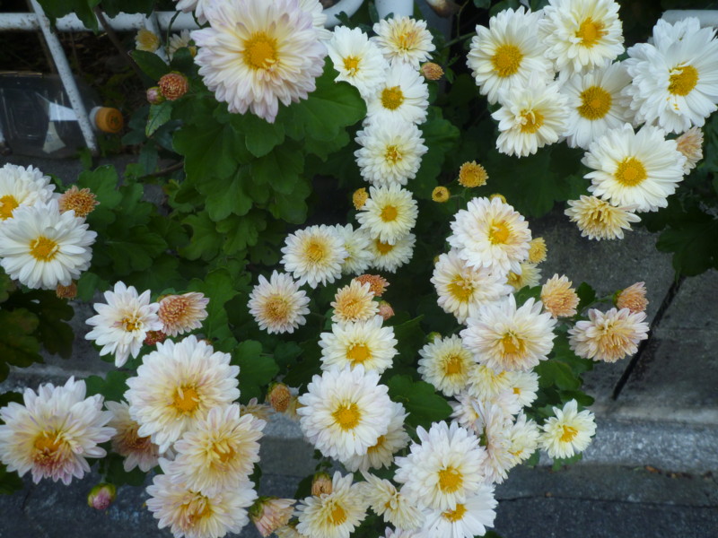 f:id:sasameyuki47:20121104134127j:image:w360