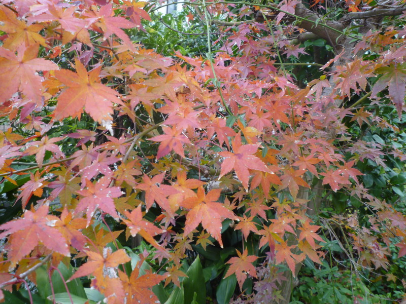 f:id:sasameyuki47:20121130095726j:image:w360