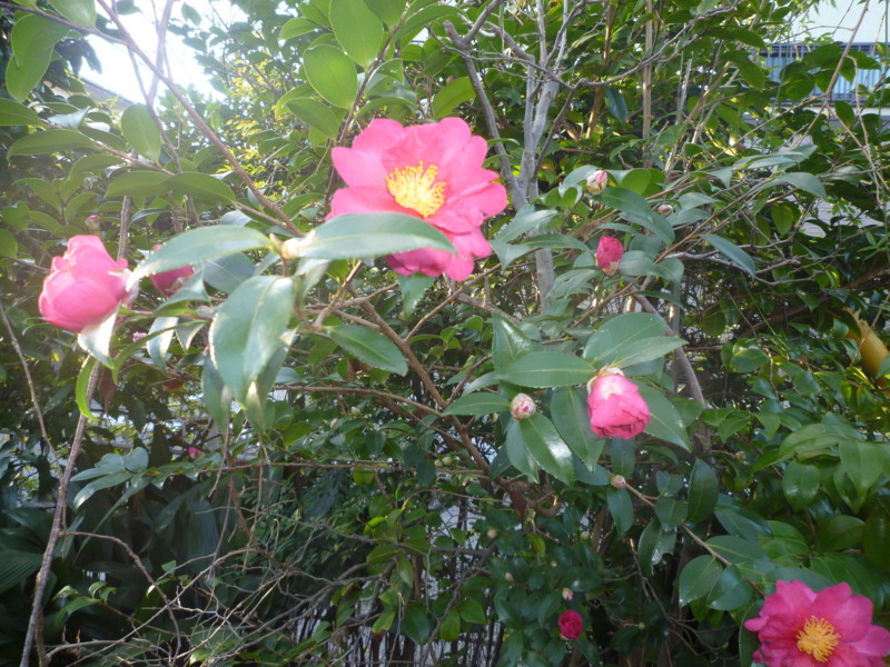 f:id:sasameyuki47:20130101073415j:image:w360 f:id:sasameyuki47:20130101073415j:image:w360