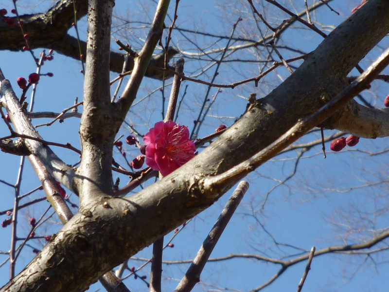 f:id:sasameyuki47:20130210124750j:image:w360