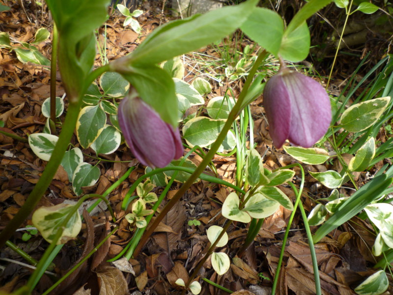 f:id:sasameyuki47:20130303093100j:image:w360 f:id:sasameyuki47:20130303093100j:image:w360