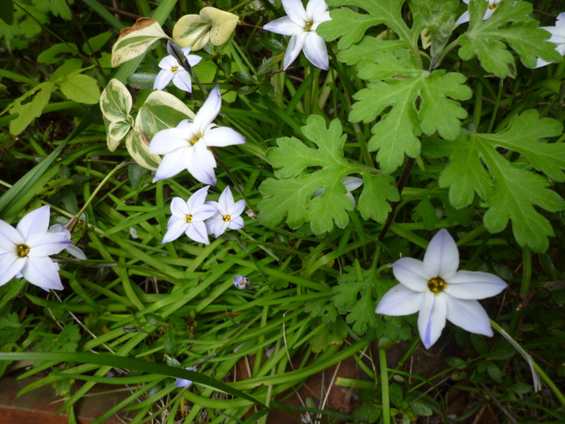 f:id:sasameyuki47:20130407134848j:image:w360