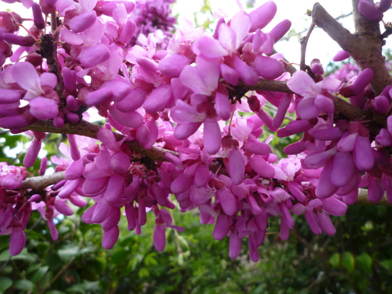 f:id:sasameyuki47:20130407134910j:image:w360