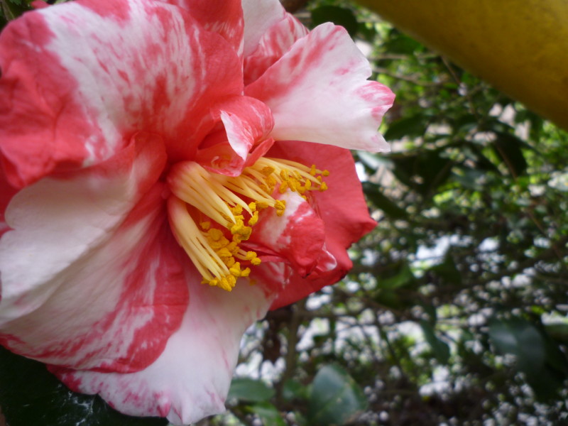 f:id:sasameyuki47:20130407135930j:image:w360