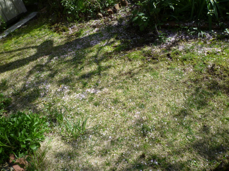 f:id:sasameyuki47:20130407140823j:image:w360