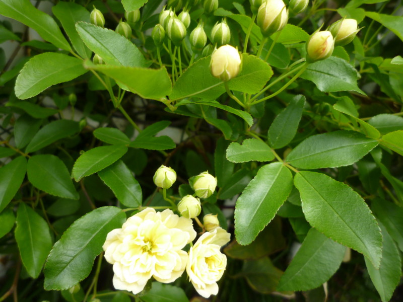 f:id:sasameyuki47:20130409103033j:image:w360 f:id:sasameyuki47:20130409103033j:image:w360
