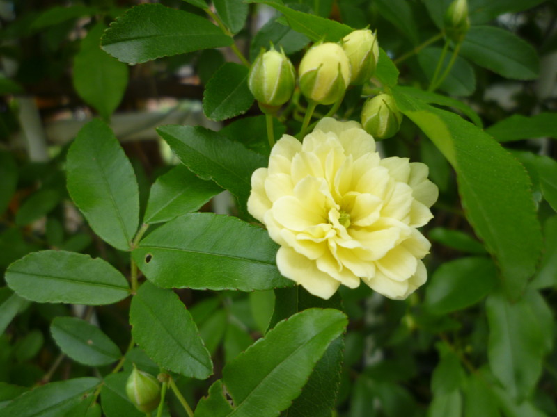 f:id:sasameyuki47:20130409103121j:image:w360 f:id:sasameyuki47:20130409103121j:image:w360