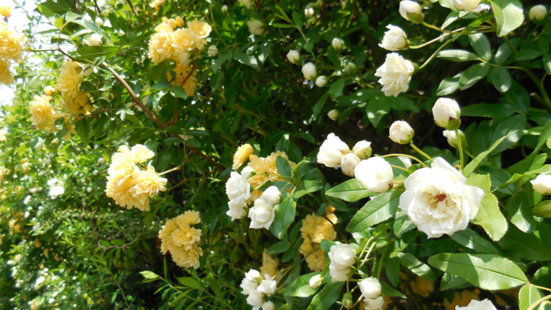 f:id:sasameyuki47:20130423110331j:image:w360 f:id:sasameyuki47:20130423110331j:image:w360