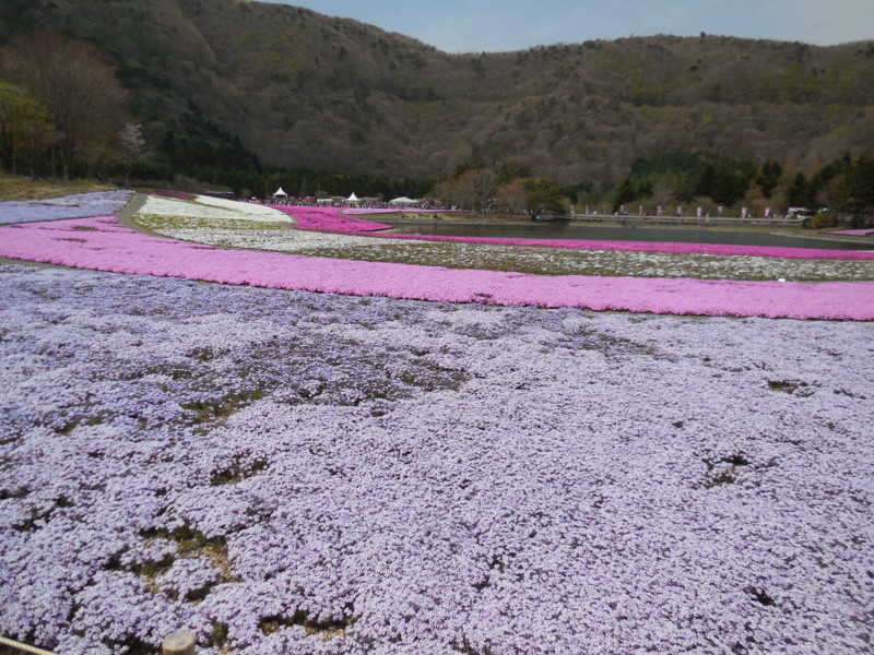 f:id:sasameyuki47:20130429123302j:image:w360 f:id:sasameyuki47:20130429123302j:image:w360