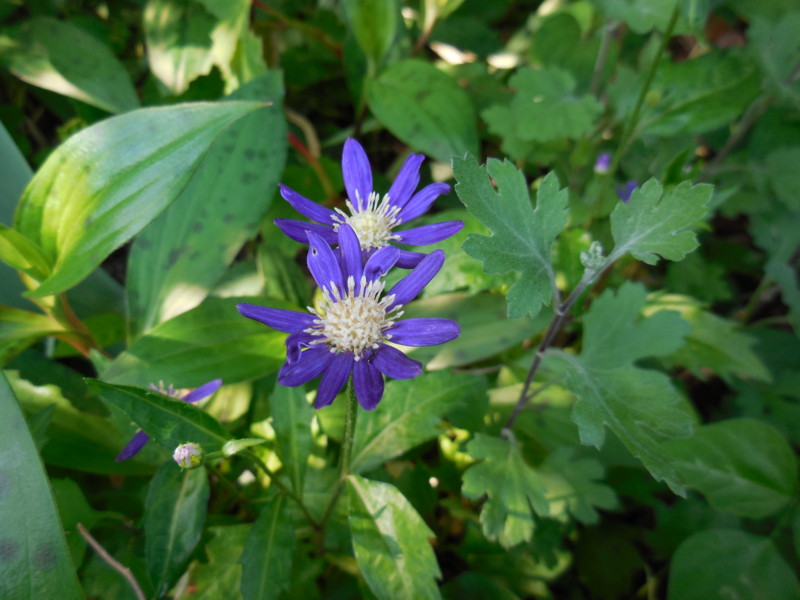 f:id:sasameyuki47:20130508090911j:image:w360 f:id:sasameyuki47:20130508090911j:image:w360