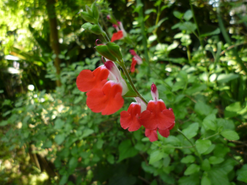 f:id:sasameyuki47:20130509084620j:image:w360 f:id:sasameyuki47:20130509084620j:image:w360