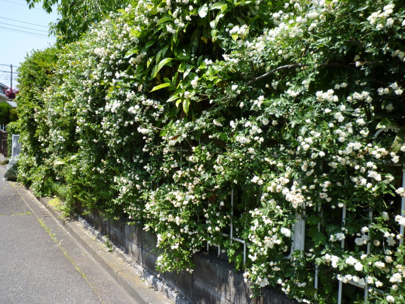 f:id:sasameyuki47:20130509121226j:image:w360 f:id:sasameyuki47:20130509121226j:image:w360