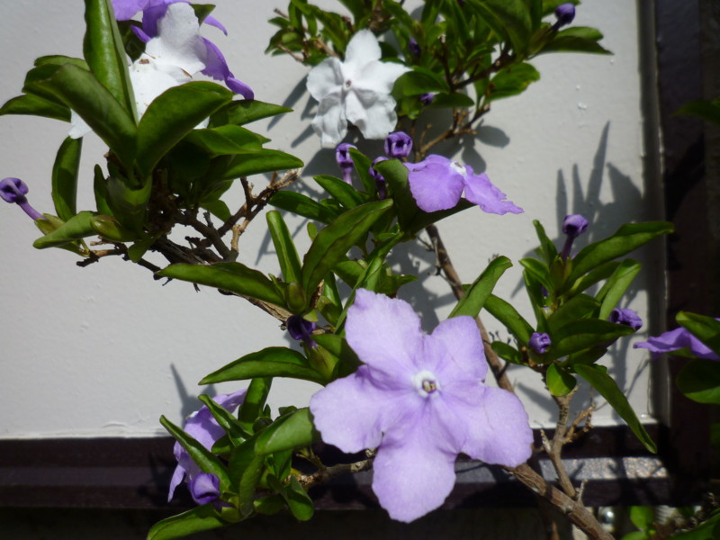f:id:sasameyuki47:20130518150146j:image:w360