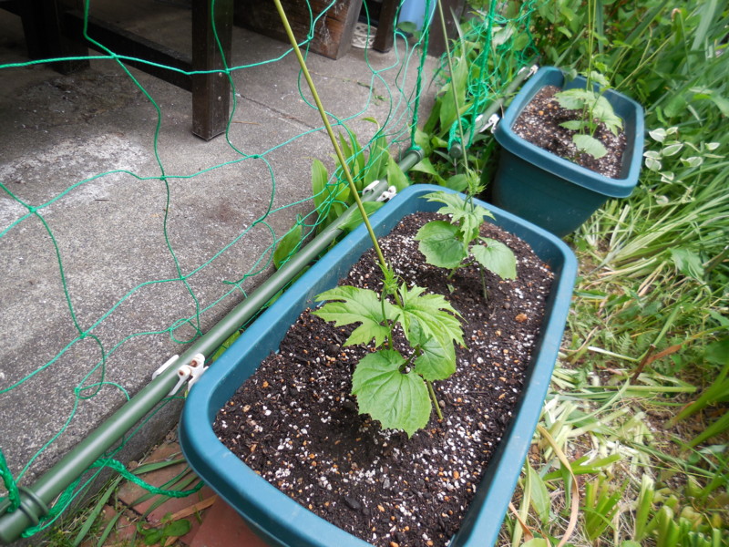 f:id:sasameyuki47:20130519154139j:image:w360