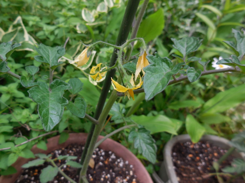 f:id:sasameyuki47:20130519154159j:image:w360