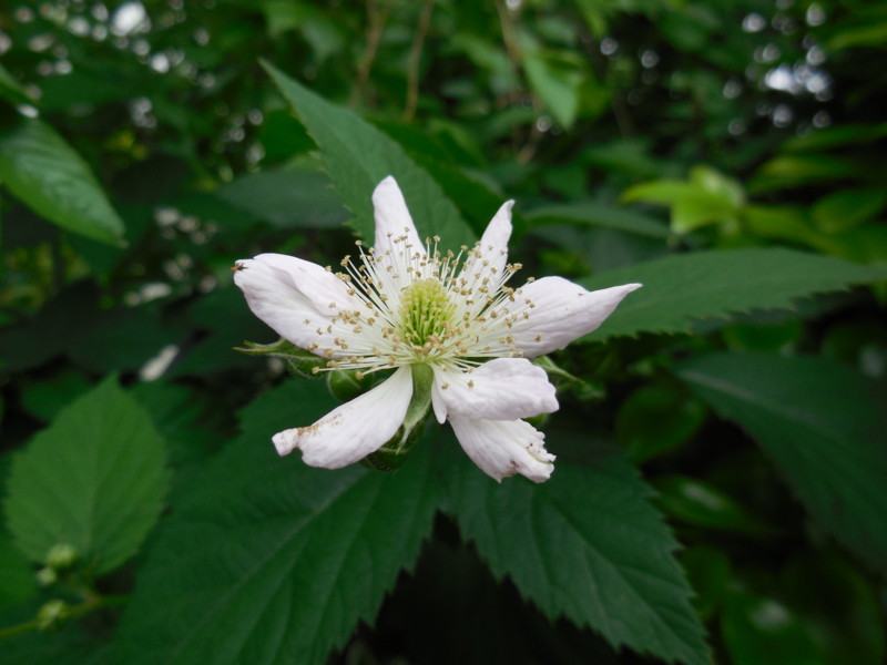 f:id:sasameyuki47:20130519154220j:image:w360