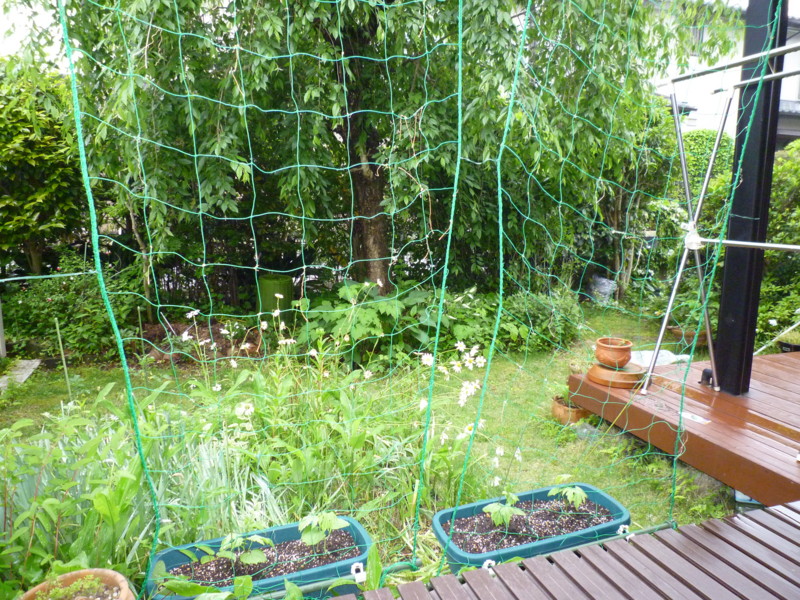 f:id:sasameyuki47:20130520173721j:image:w360