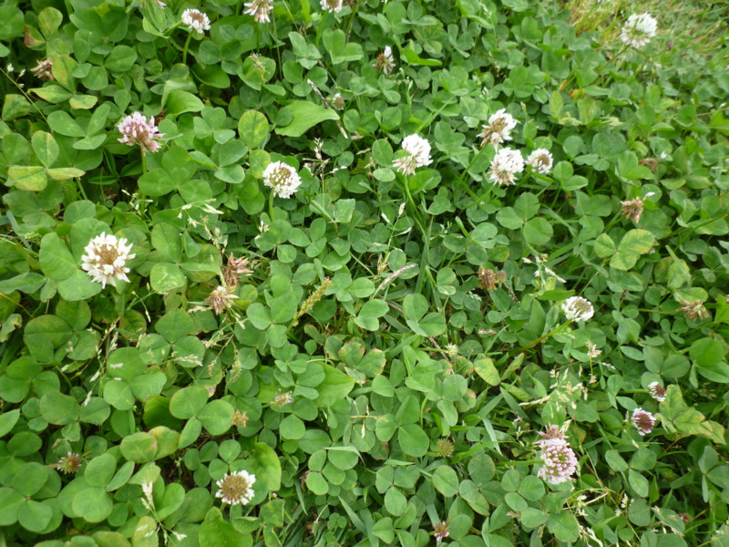 f:id:sasameyuki47:20130529110730j:image:w360 f:id:sasameyuki47:20130529110730j:image:w360