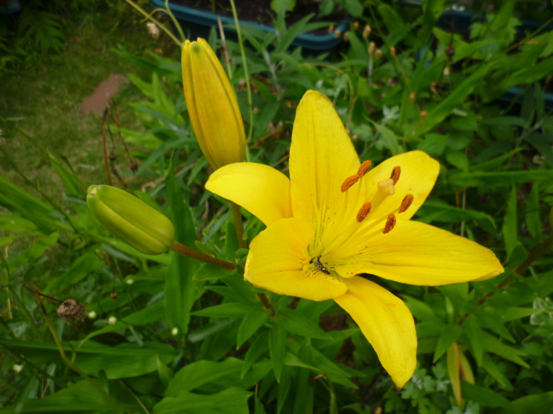 f:id:sasameyuki47:20130609154607j:image:w360 f:id:sasameyuki47:20130609154607j:image:w360