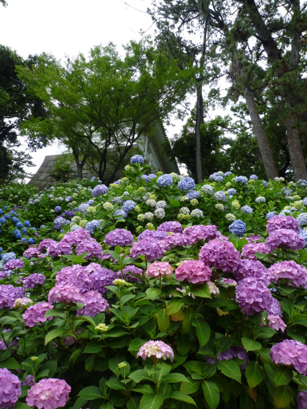 f:id:sasameyuki47:20130614103016j:image:w360