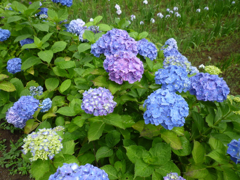 f:id:sasameyuki47:20130614103221j:image:w360