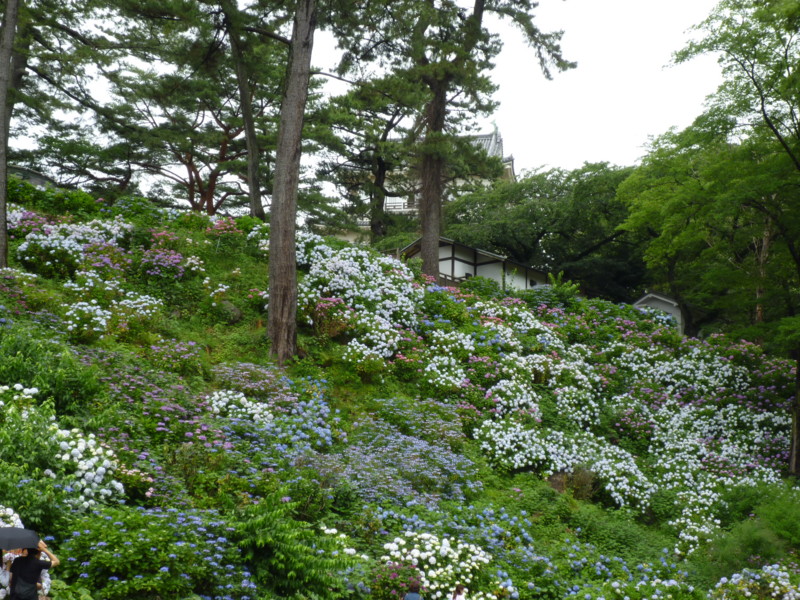 f:id:sasameyuki47:20130614103459j:image:w640
