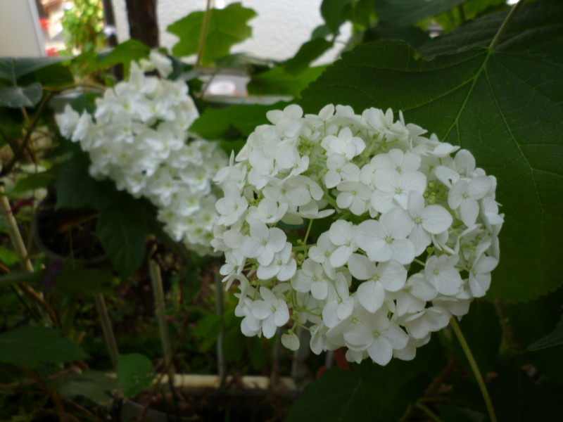 f:id:sasameyuki47:20130618090512j:image:w360 f:id:sasameyuki47:20130618090512j:image:w360