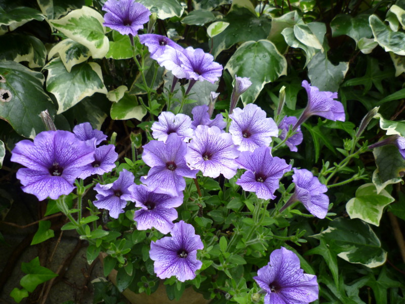 f:id:sasameyuki47:20130621064804j:image:w360 f:id:sasameyuki47:20130621064804j:image:w360