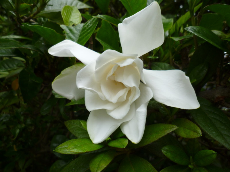 f:id:sasameyuki47:20130628100627j:image:w360