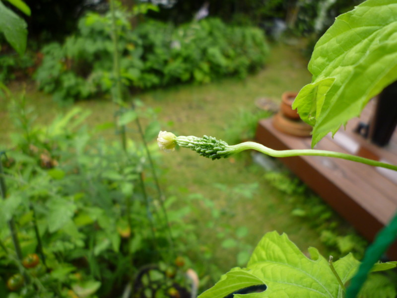 f:id:sasameyuki47:20130704080533j:image:w360