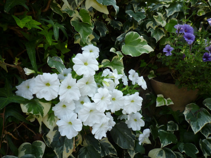 f:id:sasameyuki47:20130709092136j:image:w360