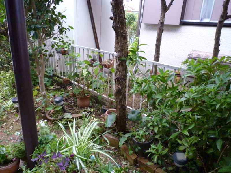 f:id:sasameyuki47:20130713173348j:image:w360