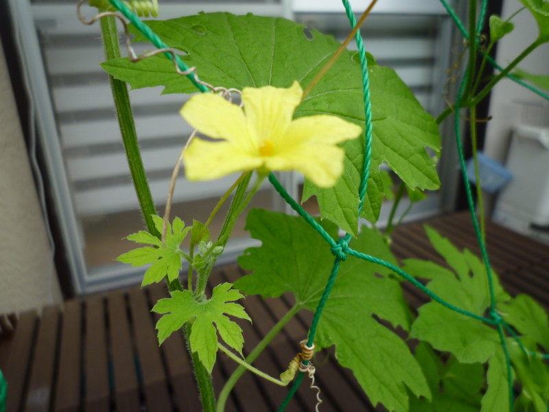 f:id:sasameyuki47:20130720112044j:image:w360 f:id:sasameyuki47:20130720112044j:image:w360