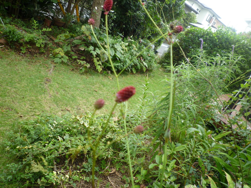 f:id:sasameyuki47:20130908145035j:image:w360 f:id:sasameyuki47:20130908145035j:image:w360