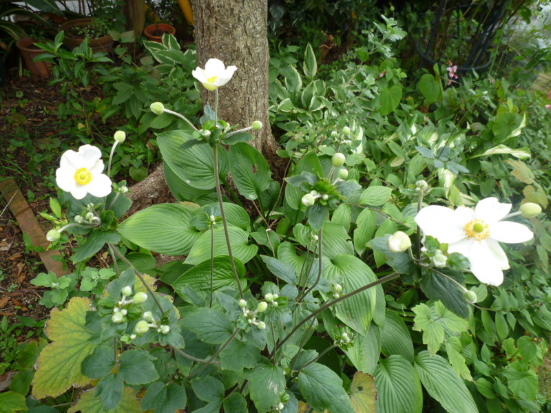 f:id:sasameyuki47:20130908145055j:image:w360 f:id:sasameyuki47:20130908145055j:image:w360
