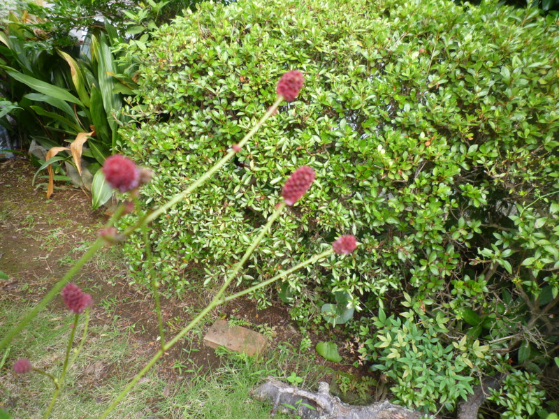 f:id:sasameyuki47:20130908145131j:image:w360 f:id:sasameyuki47:20130908145131j:image:w360
