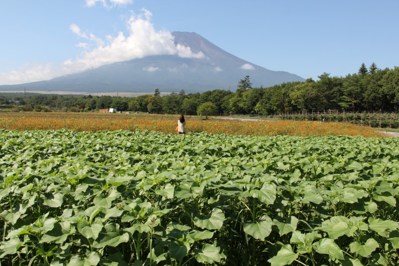 f:id:sasameyuki47:20130912094148j:image:w360 f:id:sasameyuki47:20130912094148j:image:w360