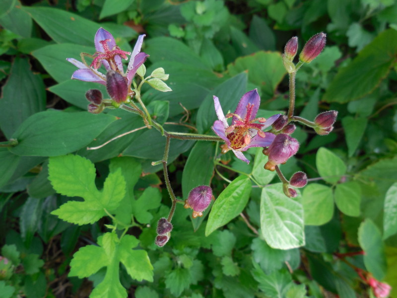 f:id:sasameyuki47:20130916155652j:image:w360 f:id:sasameyuki47:20130916155652j:image:w360