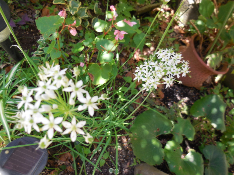 f:id:sasameyuki47:20130917120652j:image:w360