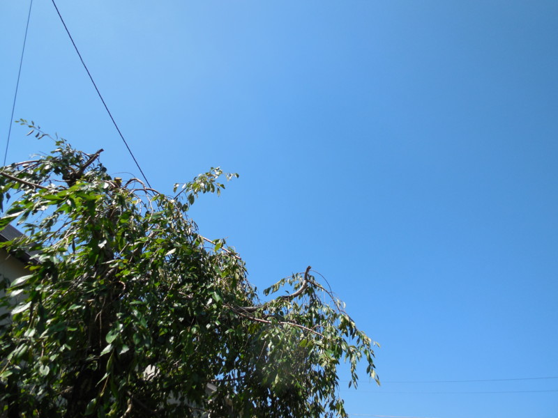 f:id:sasameyuki47:20130918100146j:image:w360