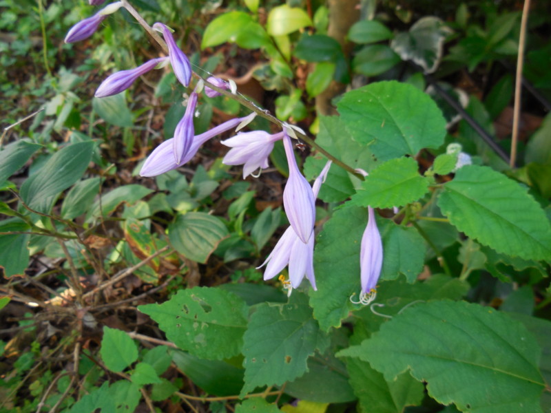 f:id:sasameyuki47:20130920155929j:image:w360