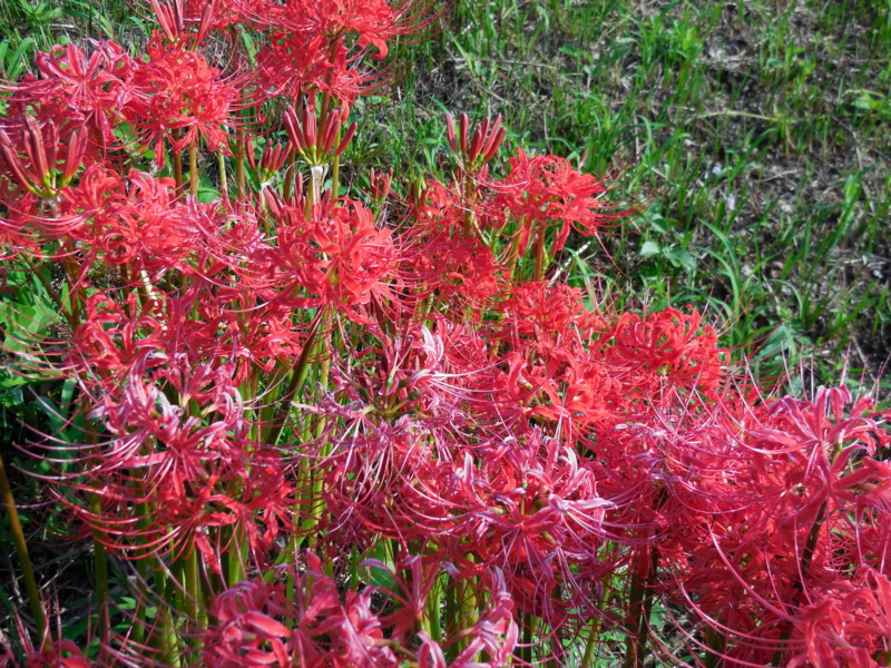 f:id:sasameyuki47:20130923083232j:image:w640 f:id:sasameyuki47:20130923083232j:image:w640