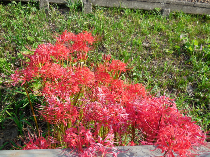 f:id:sasameyuki47:20130923083247j:image:w360 f:id:sasameyuki47:20130923083247j:image:w360